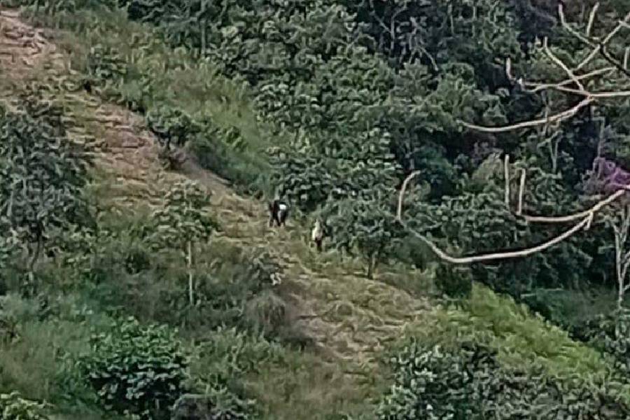 YUNGAS